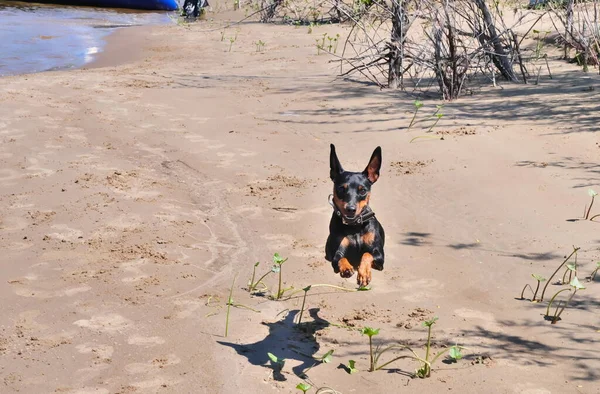 Miniatűr Pinscher Fut Homokos Strandon Osztályok Életmód Sport Rekreáció — Stock Fotó