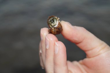 Mısır 'da kızıl deniz sahillerinde yakalanan küçük bir kabuklu deniz hayvanı..