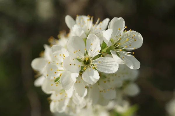 Spring Flowering Fruit Trees — Stock Photo, Image