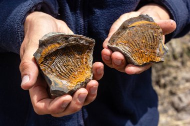 Spiti Vadisi 'ndeki Jurassic çağından kalma tarih öncesi ammonit fosillerinin kırık parçaları..