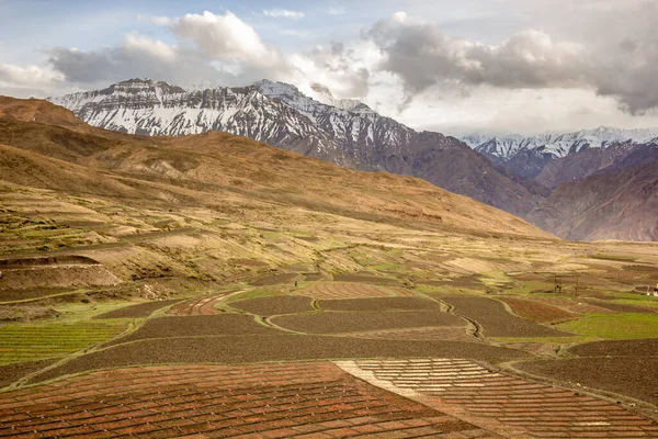 Hohe Schneebedeckte Berge Und Grüne Felder Himalayan Dorf Langza Spiti — Stockfoto
