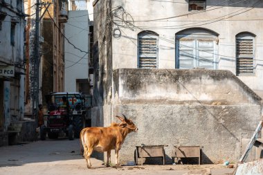 Somnath, Gujarat, Hindistan - Aralık 2018: Eski bir evin yanında duran bir inek.
