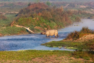 Bir boynuzlu gergedan Nepal 'deki Royal Chitwan Ulusal Parkı' ndan nehri geçiyor..