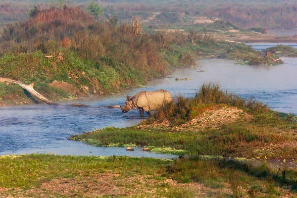 A one horned rhino crosses a river inside the Royal Chitwan National Park in Nepal.