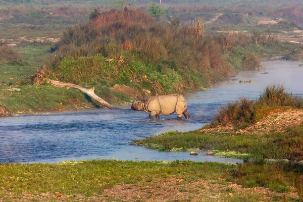 One Horned Rhino Crosses River Royal Chitwan National Park Nepal — Stock Photo, Image