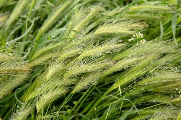 Gerstenstiel Nach Regen Mit Tautropfen Bedeckt — Stockfoto