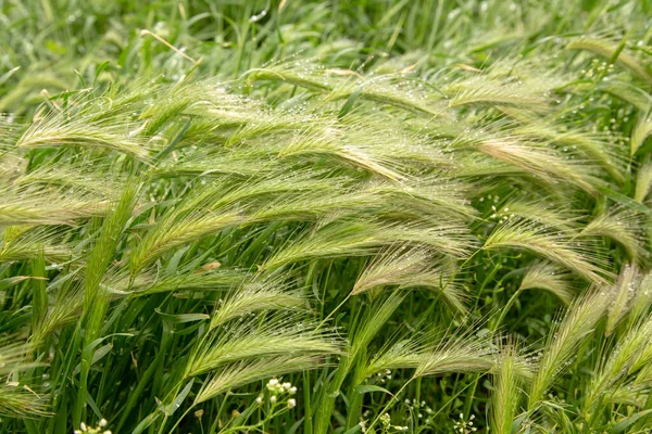 Gerstenstiel Nach Regen Mit Tautropfen Bedeckt — Stockfoto