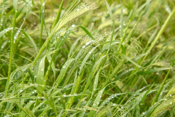 Gerstenstiel Nach Regen Mit Tautropfen Bedeckt — Stockfoto