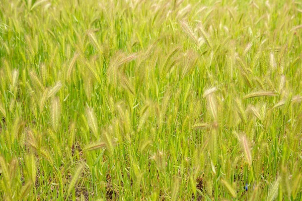 Spikelet Orzo Coperto Con Gocce Rugiada Dopo Pioggia — Foto Stock