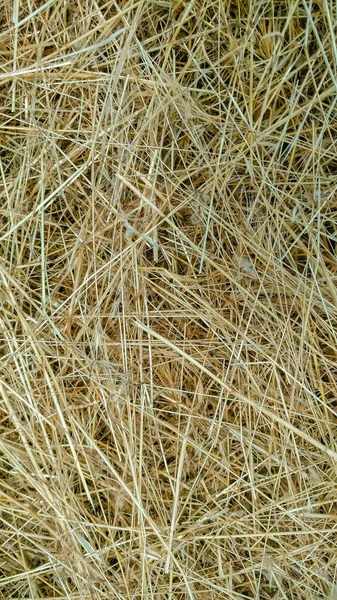 Background Hay Mown Grass Close — Stock Photo, Image