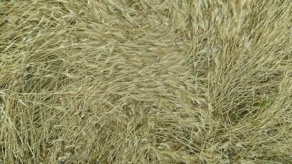 Hintergrund Heu Gemähtes Gras Aus Nächster Nähe — Stockfoto
