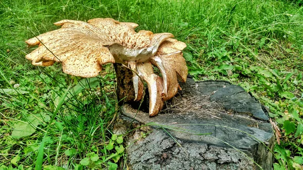 Gros Champignon Jaune Sur Souche — Photo