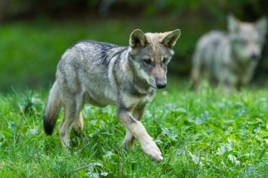 Güz boyunca ormandaki gri kurt