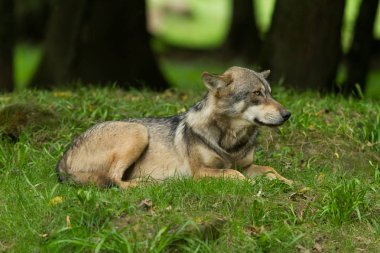  Güz boyunca ormandaki gri kurt