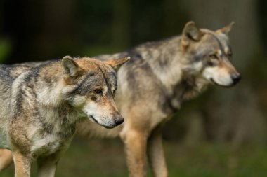  Güz boyunca ormandaki gri kurt