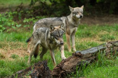  Gri kurt sonbaharda ormanda oynuyor.