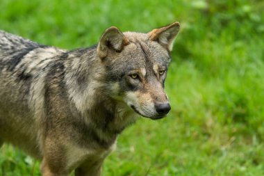  Güz boyunca ormandaki gri kurt