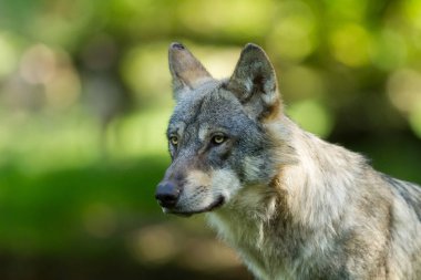 Güz boyunca ormandaki gri bir kurdun portresi