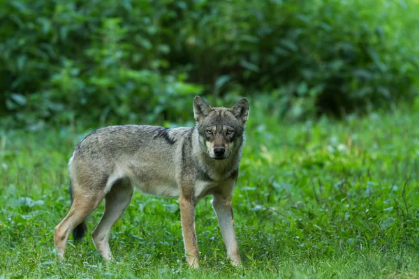 Lobo Cinzento Floresta Durante Outono — Fotografia de Stock