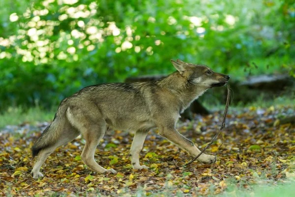 Lobo Gris Bosque Durante Otoño — Foto de Stock