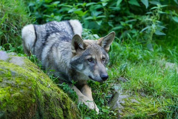 秋天森林里的灰狼 — 图库照片