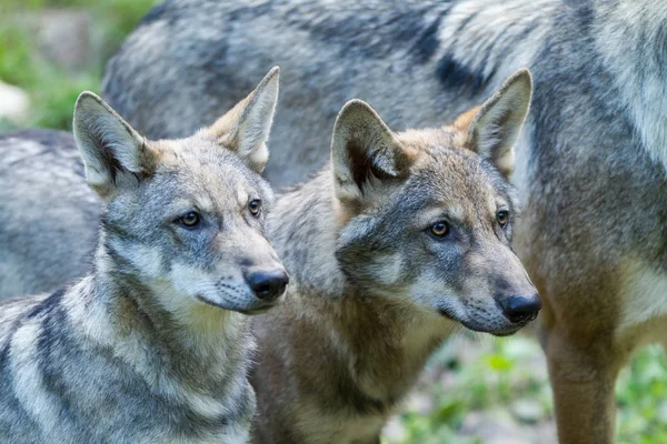 Twee Grijze Wolven Het Bos Herfst — Stockfoto