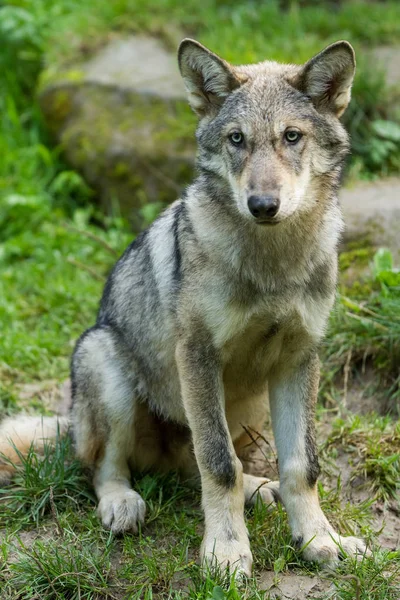 Graues Porträt Eines Grauen Wolfes Wald Herbst — Stockfoto