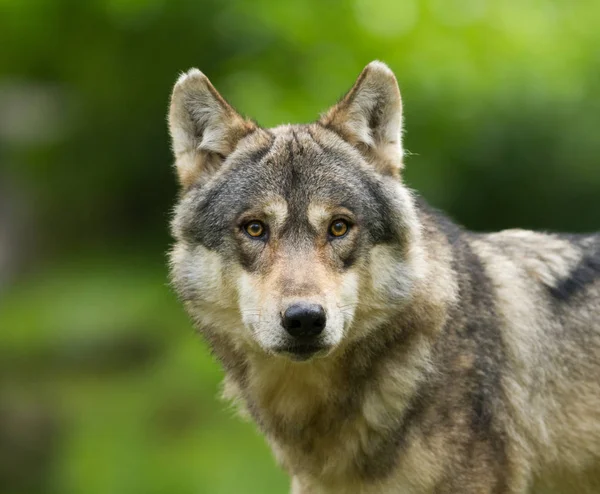 Portrait Grey Wolf Forest Autumn — Stock Photo, Image