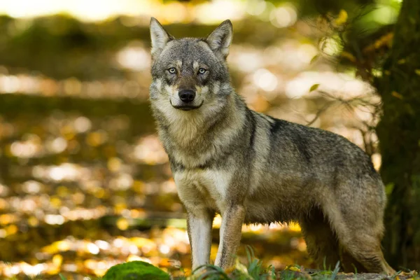 Portrét Šedého Vlka Lese Během Podzimu — Stock fotografie