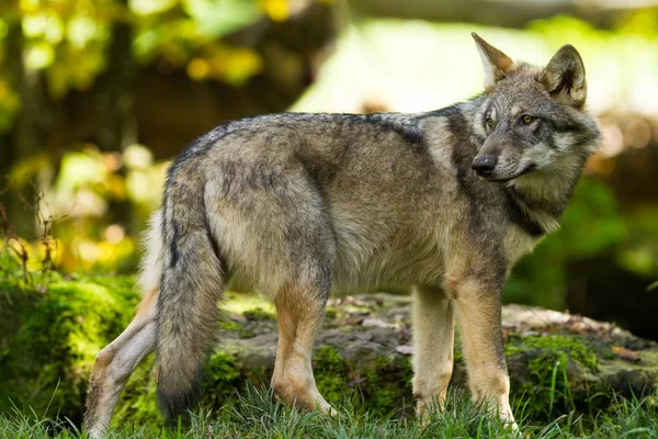 Retrato Lobo Cinzento Floresta Durante Outono — Fotografia de Stock