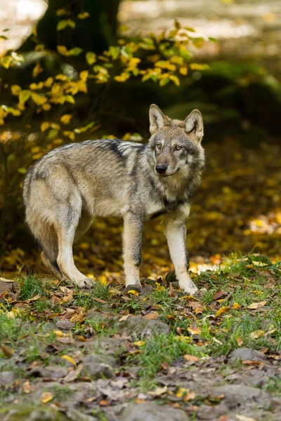 Grauer Wolf Herbst Wald — Stockfoto