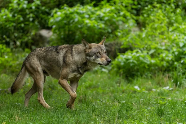 Grijze Wolf Het Bos Herfst — Stockfoto