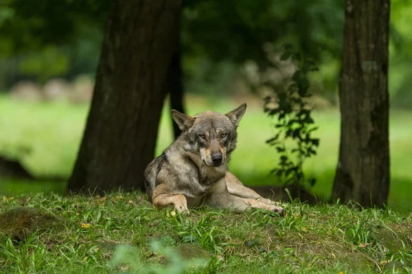 Lobo Gris Bosque Durante Otoño — Foto de Stock