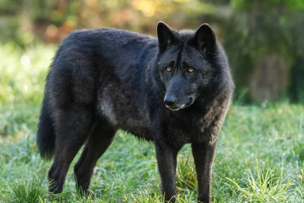 Zwarte Wolf Het Bos — Stockfoto