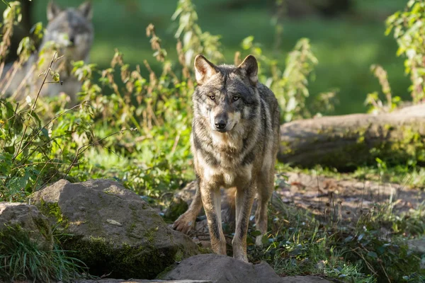 Lobo Gris Bosque Durante Otoño — Foto de Stock