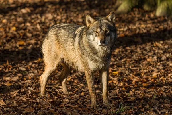 Grijze Wolf Het Bos Herfst — Stockfoto
