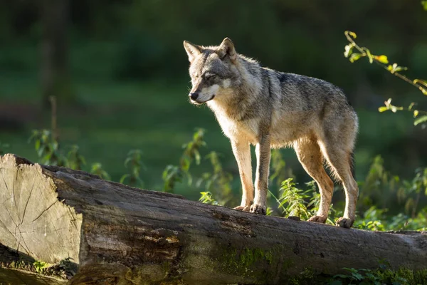 Grijze Wolf Het Bos Herfst — Stockfoto