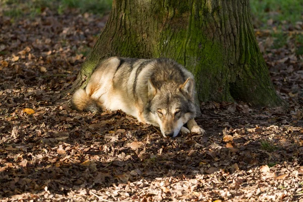 Grey wolf sleeping in the forest during the autumn