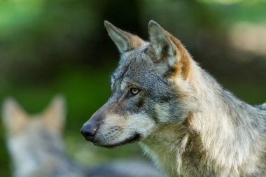 Güz boyunca ormandaki gri bir kurdun portresi