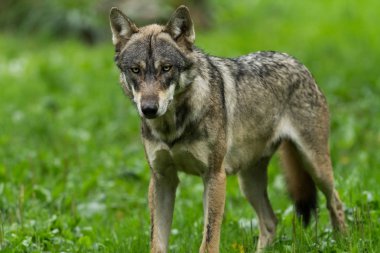 Güz boyunca ormandaki gri kurt