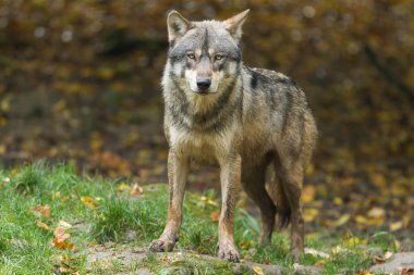 Yaz boyunca ormandaki Gri Kurt 'un Woportrait' si