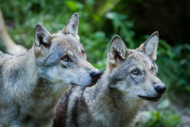 Yaz boyunca ormanda iki gri kurdun portresi.