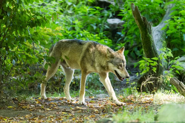 秋の森の中のオオカミ — ストック写真