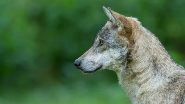 秋の森の中のオオカミの肖像 — ストック写真