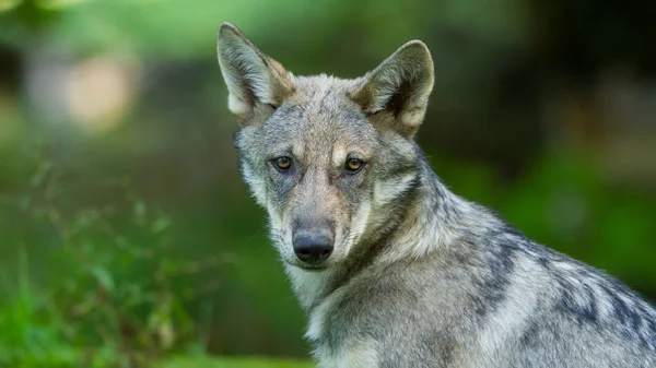 秋の森の中のオオカミの肖像 — ストック写真
