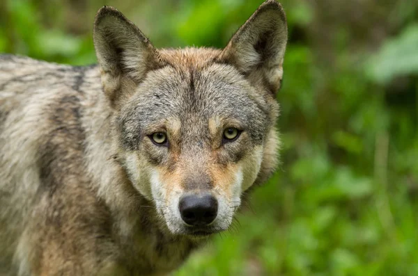 Portret Van Een Grijze Wolf Het Bos Tijdens Zomer — Stockfoto