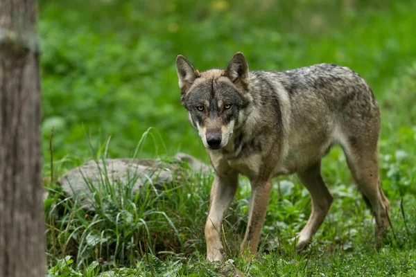 Lobo Gris Bosque Durante Verano — Foto de Stock