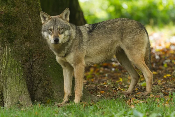 Ritratto Lupo Grigio Nella Foresta Durante Estate — Foto Stock