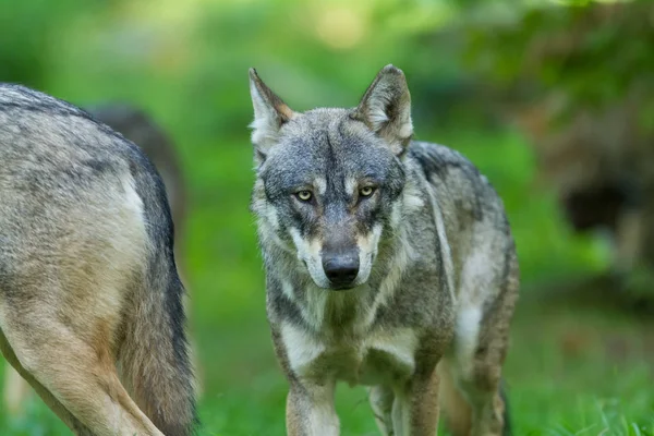 Yaz boyunca ormandaki Gri Kurt portresi
