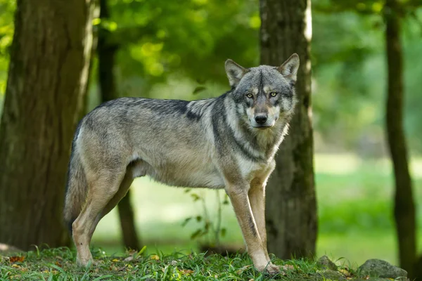 夏の間の森の中の灰色のオオカミ — ストック写真